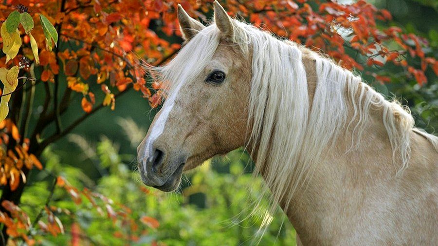 NewPix.ru - ������������ ���������� ��������