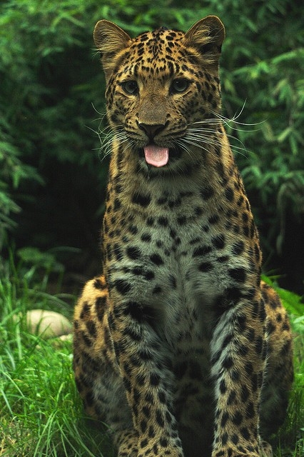 Большие кошки кошачьими делами, смешные тигры львы, анимация большие кошки, анимация тигры львы