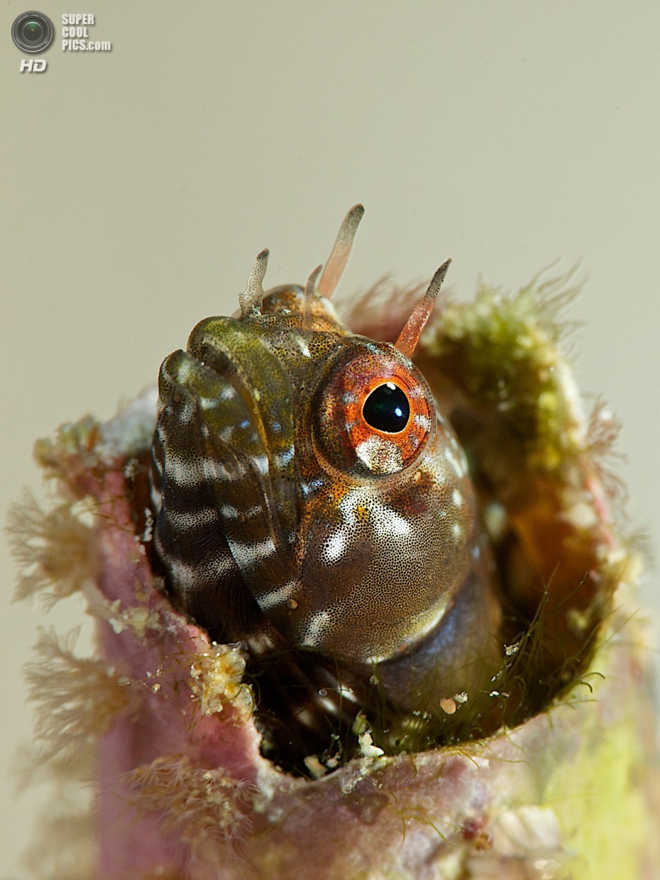 : Macro/Not Swimming. 2 . (Ellen Cuylaerts/UnderwaterPhotography.com)