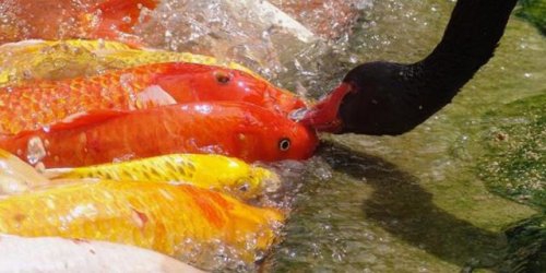 Странные и невероятные примеры дружбы животных дружба, животные