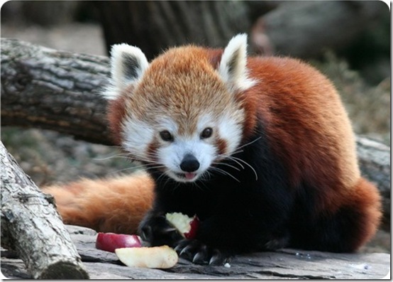 redpanda2 redpanda2