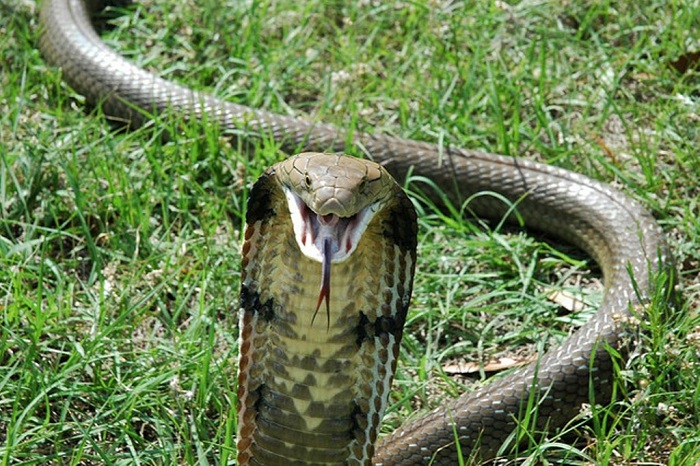 Самые опасные змеи в мире, от которых стоит бежать не оглядываясь!