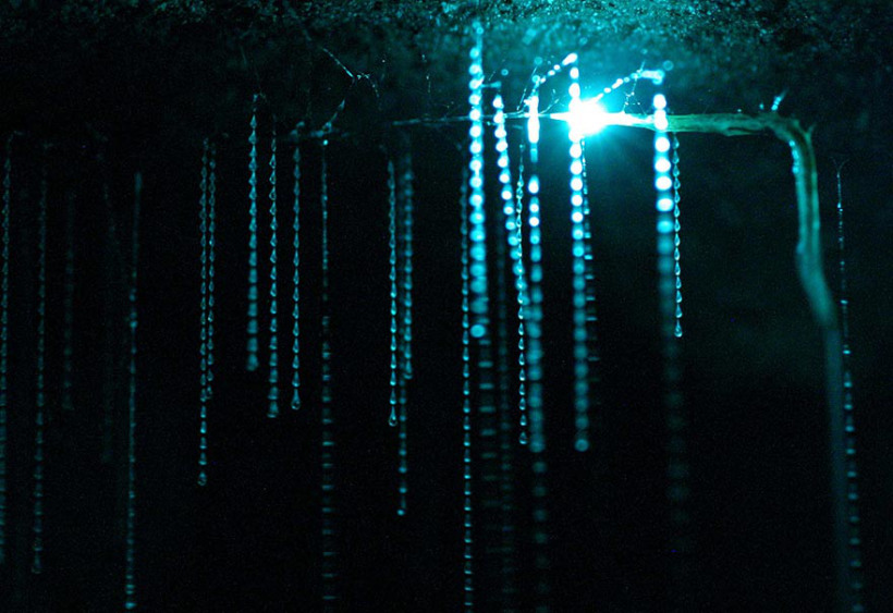 waitomo-glowworm-caves-new-zealand-2