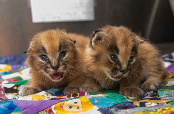 В Орегонском зоопарке впервые показали детенышей каракала каракал, котята