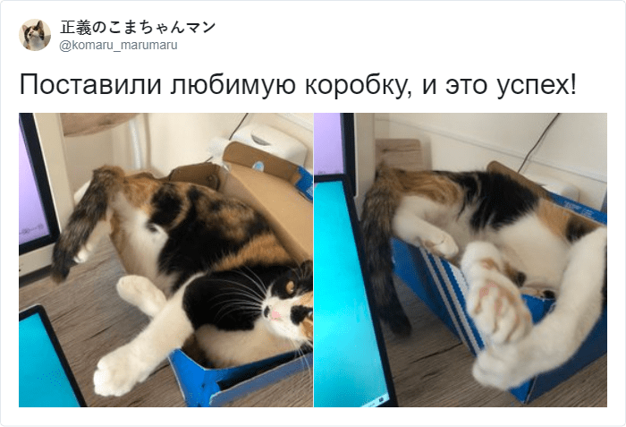 Кот мешает работать и лезет на клавиатуру? В сети предложили лайфхак, который прост и гениален