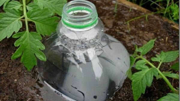 глубокий полив с помощью пластиковых бутылок, фото с просторов интернета