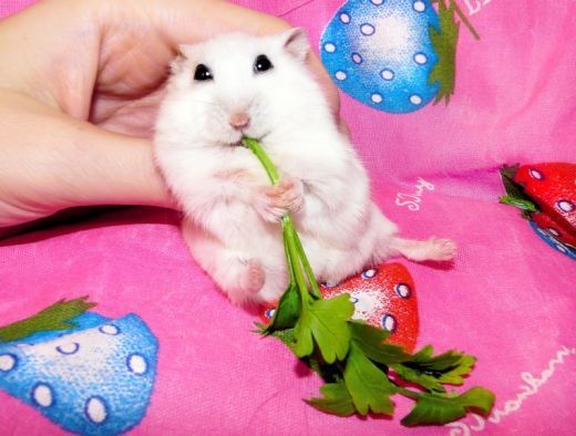 Шок! Хомяк-экстрасенс заряжает позитивом! Шок! Хомяк-экстрасенс заряжает позитивом!