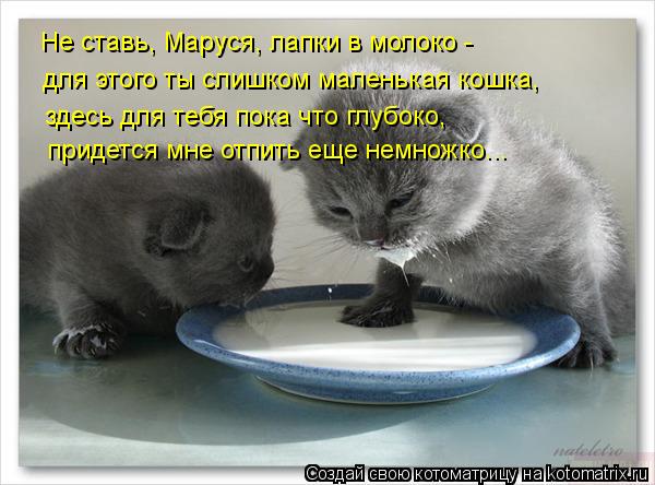 Котоматрица: Не ставь, Маруся, лапки в молоко -  для этого ты слишком маленькая кошка, здесь для тебя пока что глубоко, придется мне отпить еще немножко...