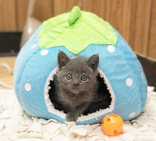 Серый котенок Котенок в домике