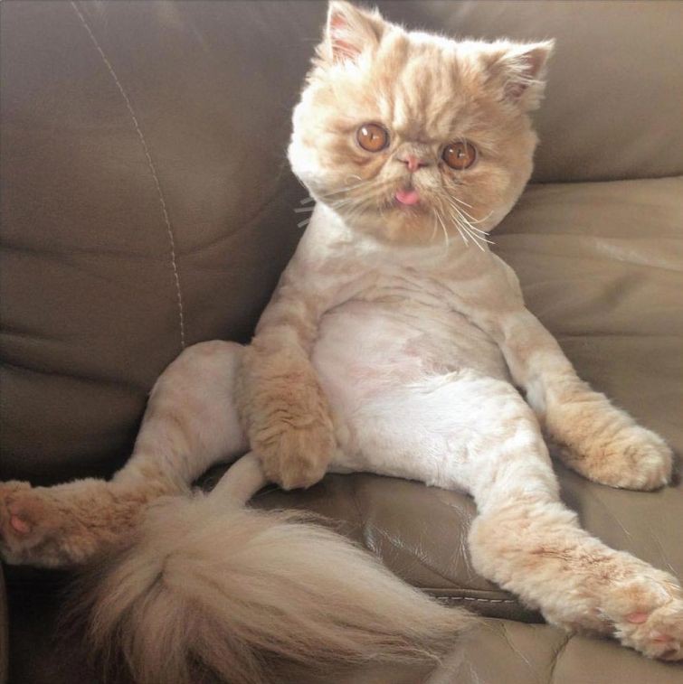 Очаровательный персидский кот, который выглядит так, как будто только что объелся животные, кот