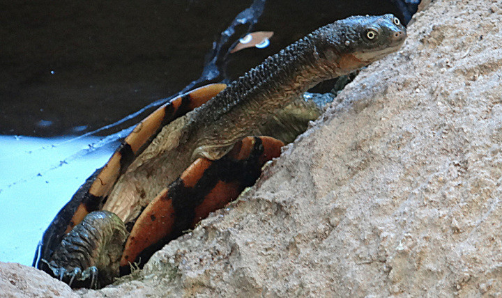 Восточная длинношеяя черепаха в мире, животные, люди, планета