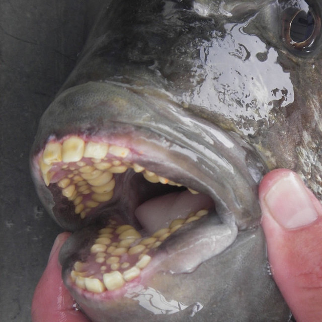 О, как хотелось бы, чтобы эта отвратительная фотография не была реальной. Но увы: это рыба паку, и её зубы действительно настолько напоминают человеческие. Эту рыбу можно есть, многие так и делают.