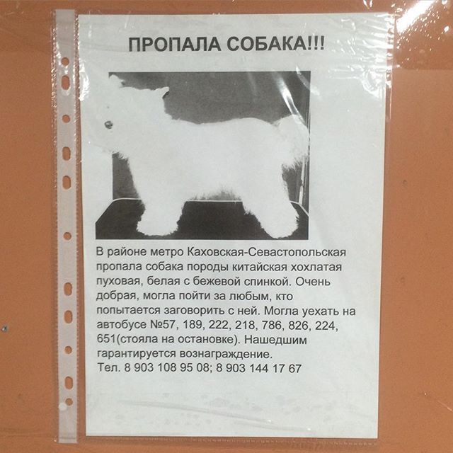6. Разыскивается призрак китайской хохлатой 6. Разыскивается призрак китайской хохлатой люди, приколы, россия, юмор