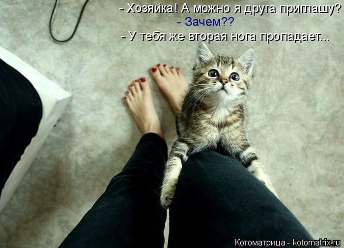 Лучшие котоматрицы недели