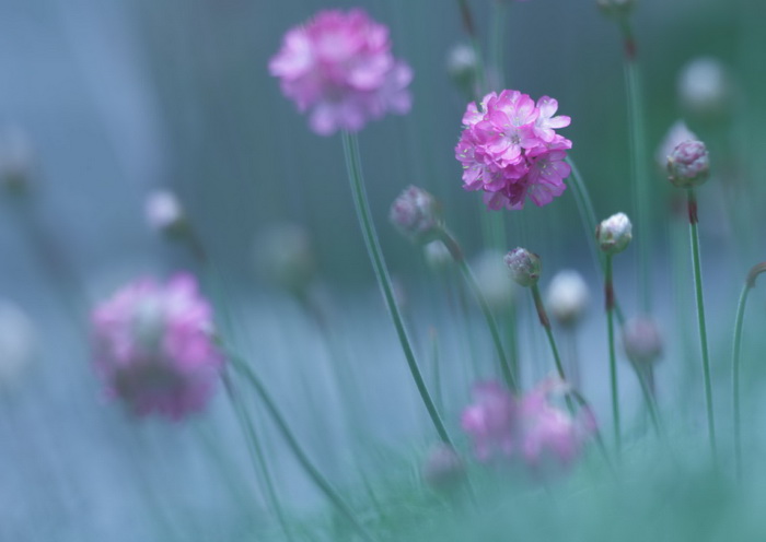 Чудеса макросъемки от фотографа Shihya Kowatari