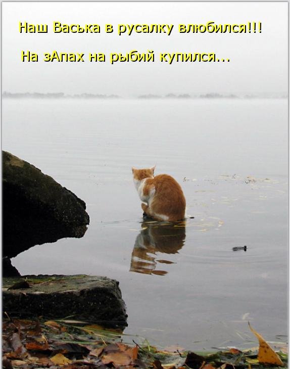 Котоматрица (81 фото)