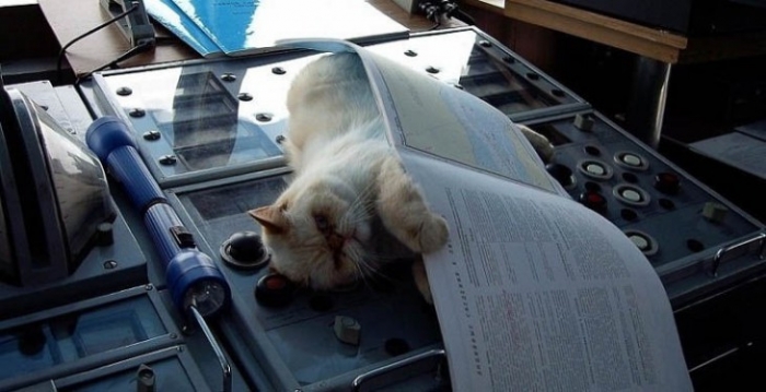 Коты-трудоголики
