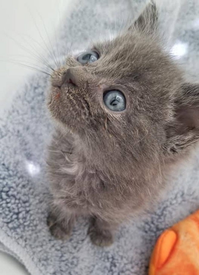 Котенок на полотенце Котенок сидит
