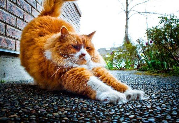 Смешные кошки