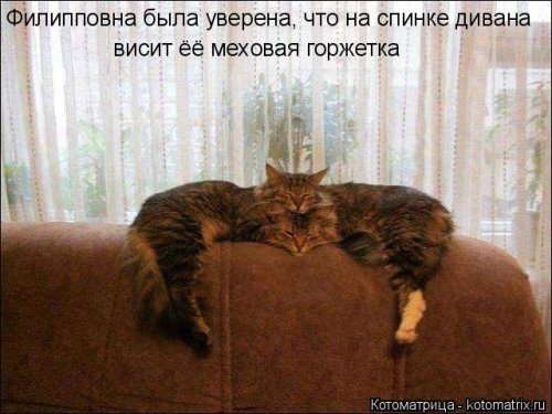 Коллекция лучших котоматриц недели