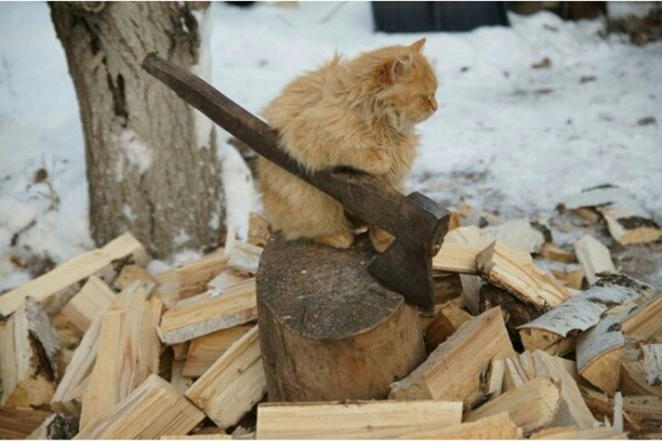 фотографии котов фотографии котов