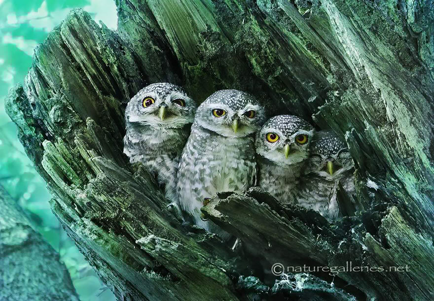 Совы