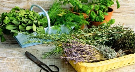 СЕКРЕТЫ КРАСОТЫ. Травы для красивых и здоровых волос СЕКРЕТЫ КРАСОТЫ. Травы для красивых и здоровых волос
