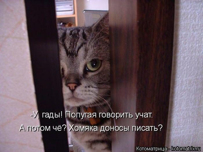 Лучшие котоматрицы недели