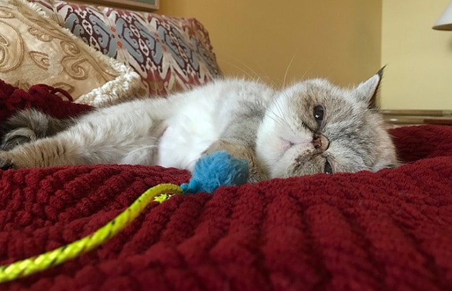 Кошка засыпает Кошка лежит