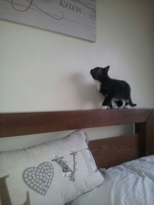 Котики и кошечки, которые вызовут у вас улыбку (29 фото) Котики и кошечки, которые вызовут у вас улыбку (29 фото)