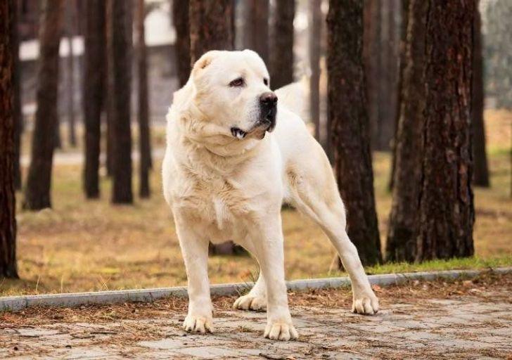 Про алабая и резиновую лодку