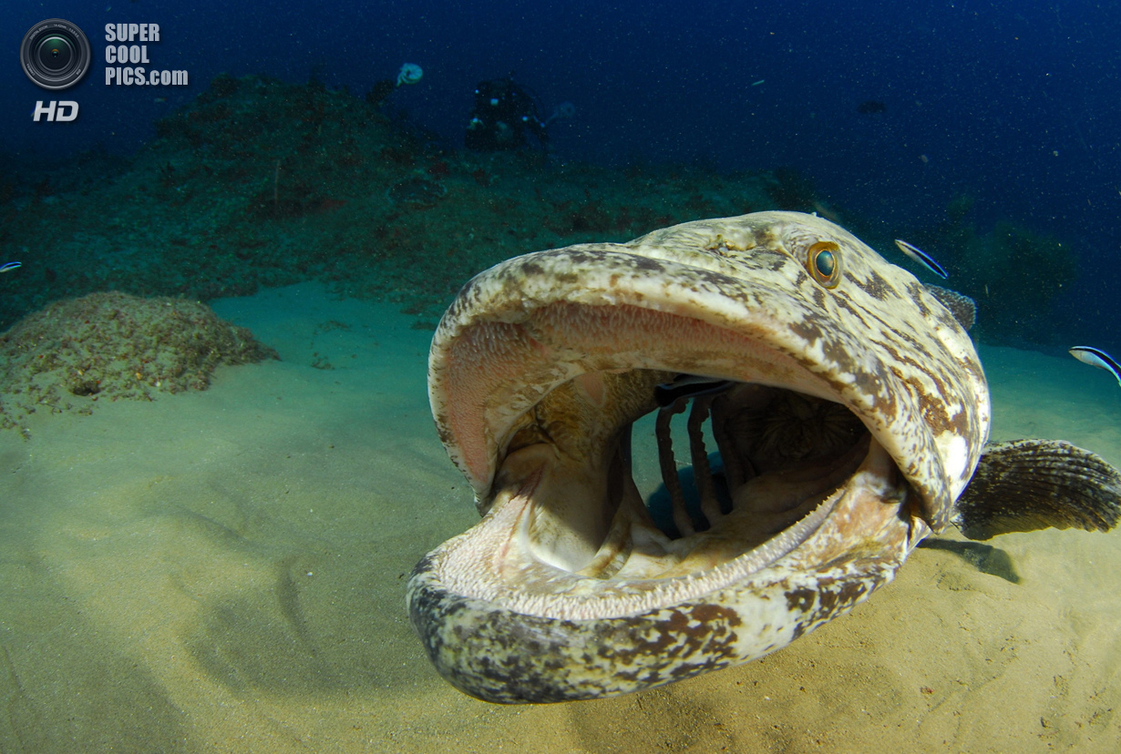 : Wide-angle/Marine Life. 3 . (Valda Fraser/UnderwaterPhotography.com)