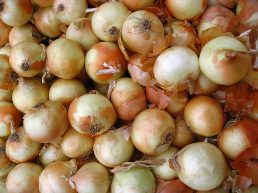Лук репчатый (allium cepa) Лук репчатый или «Чиполлино на Вашем огороде»