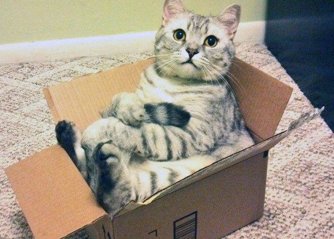 16 фраз, которые мы говорим своему коту