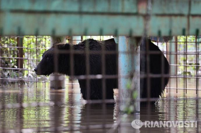 Спасенного из зоопарка в Уссурийске льва лечат с помощью мясной диеты