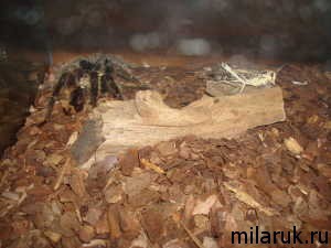 паук,террариум,охота паука,животные,рассказ о пауке