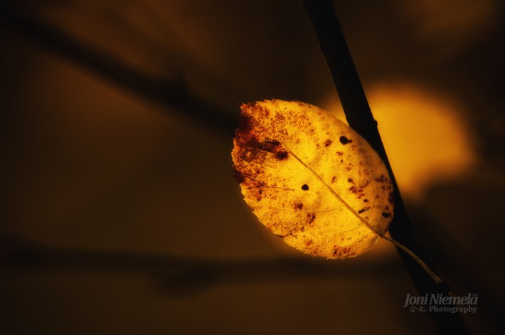 Осень в фотографиях Джони Ниемела