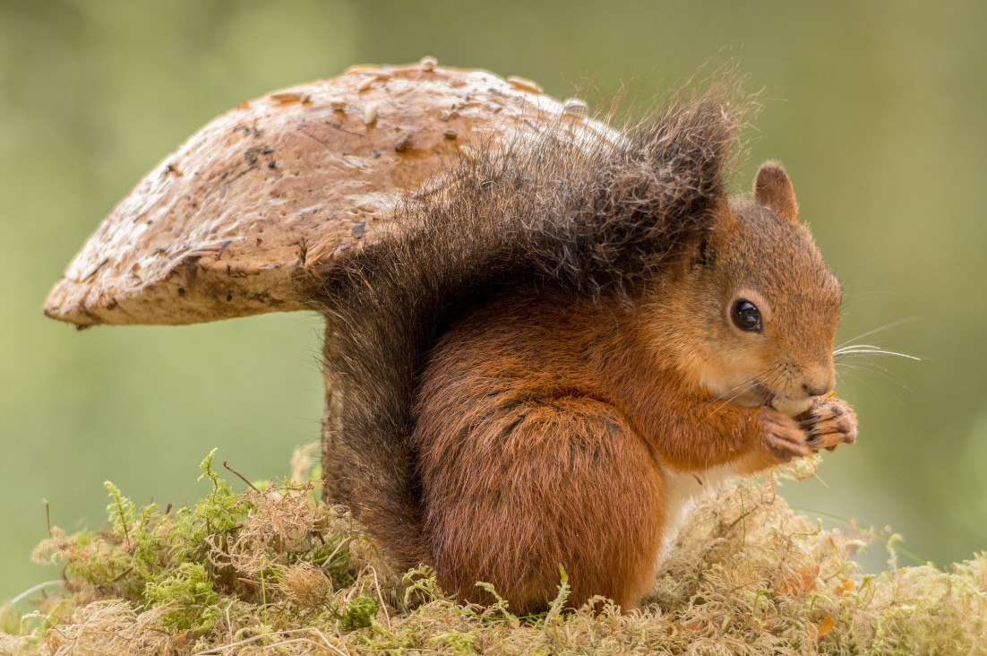 Фото: Geert Weggen