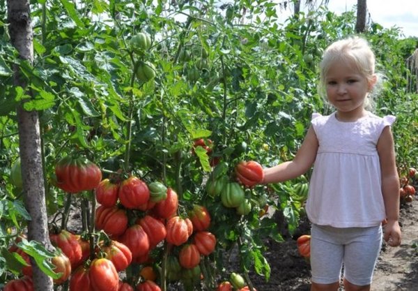 Томаты сорта Этуаль