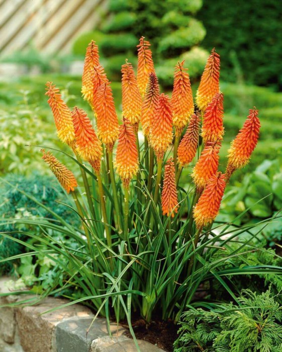 10 самых красивых растений для солнечной клумбы