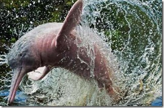 Pink-Amazonian-River-Dolphin-6