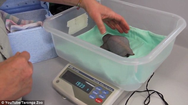 The infant is kept at a constant low temperature by being placed into an ice cooler