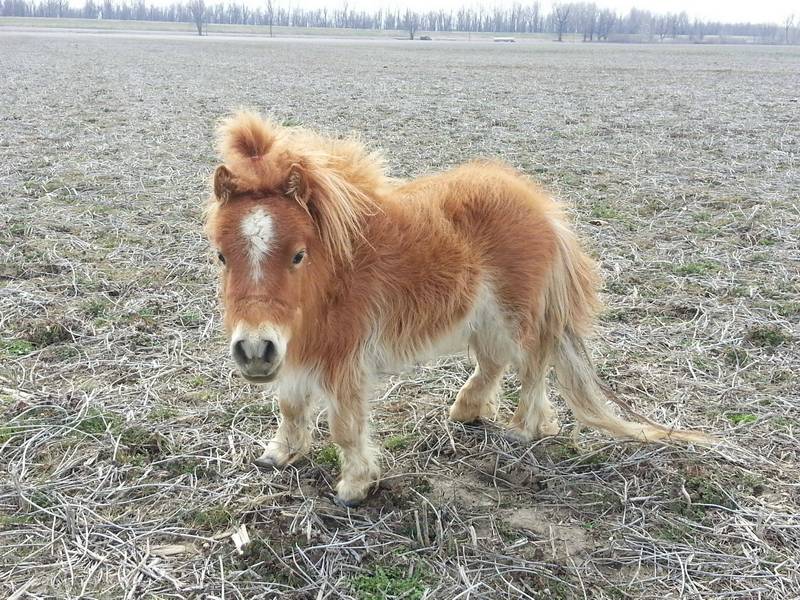 animalbaby35