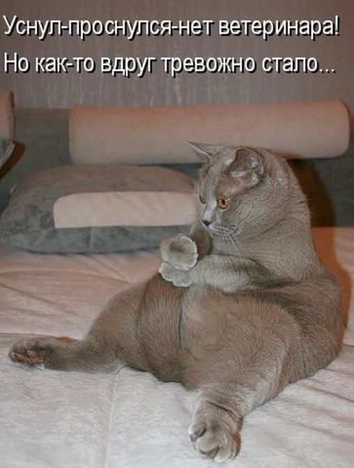 Котоматрица. Часть 2. (45 фото)