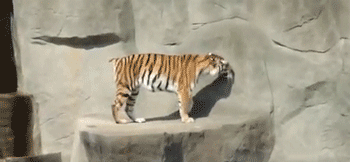 Большие кошки кошачьими делами, смешные тигры львы, анимация большие кошки, анимация тигры львы