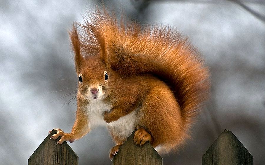 NewPix.ru - ������������ ���������� ��������