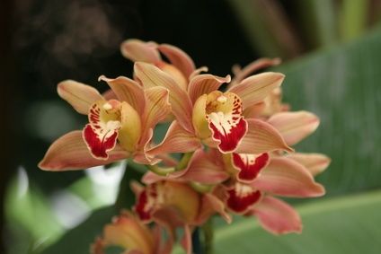 Орхидная канна