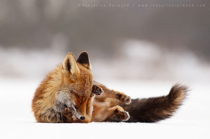 Лисы в дикой природе. Фотографии Roeselien Raimond фото, лисы, природа