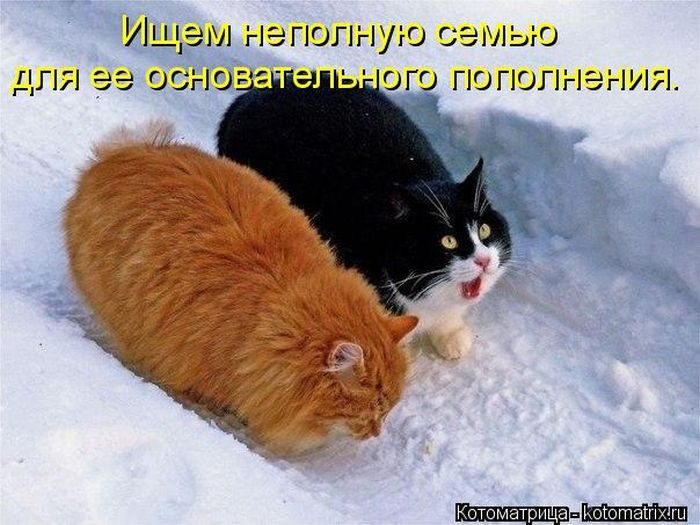 Лучшие котоматрицы недели