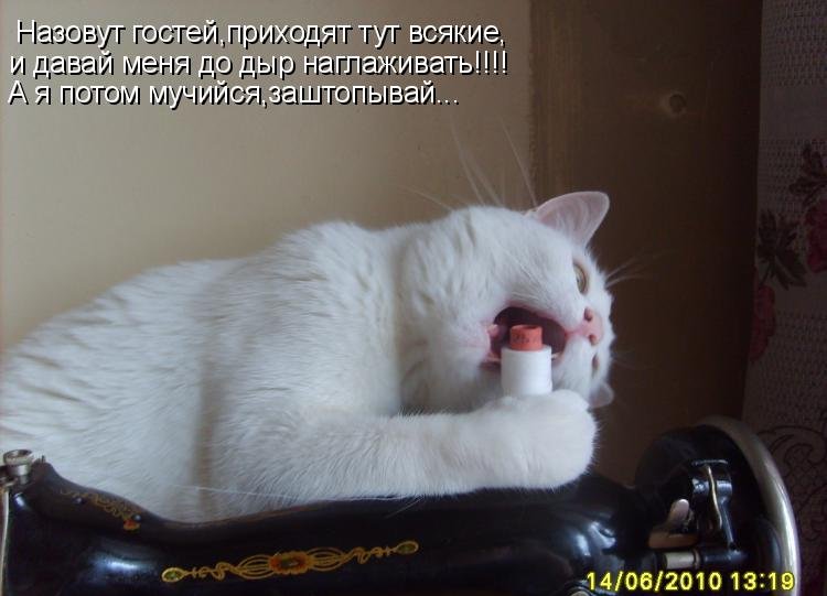 Котоматрица (81 фото)